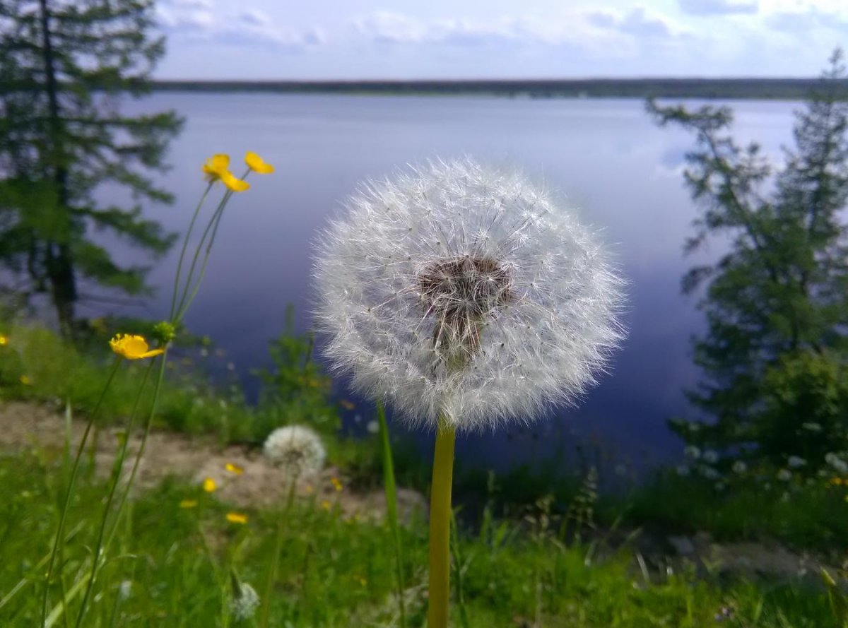 Одуванчик быррангский