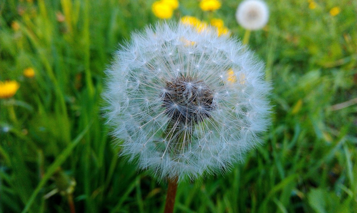 Красивые одуванчики
