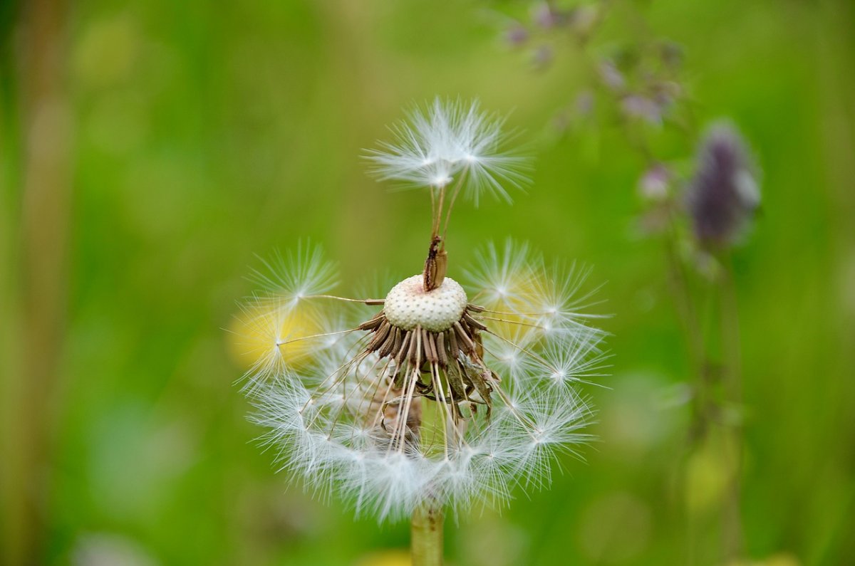 Природа фото на телефон