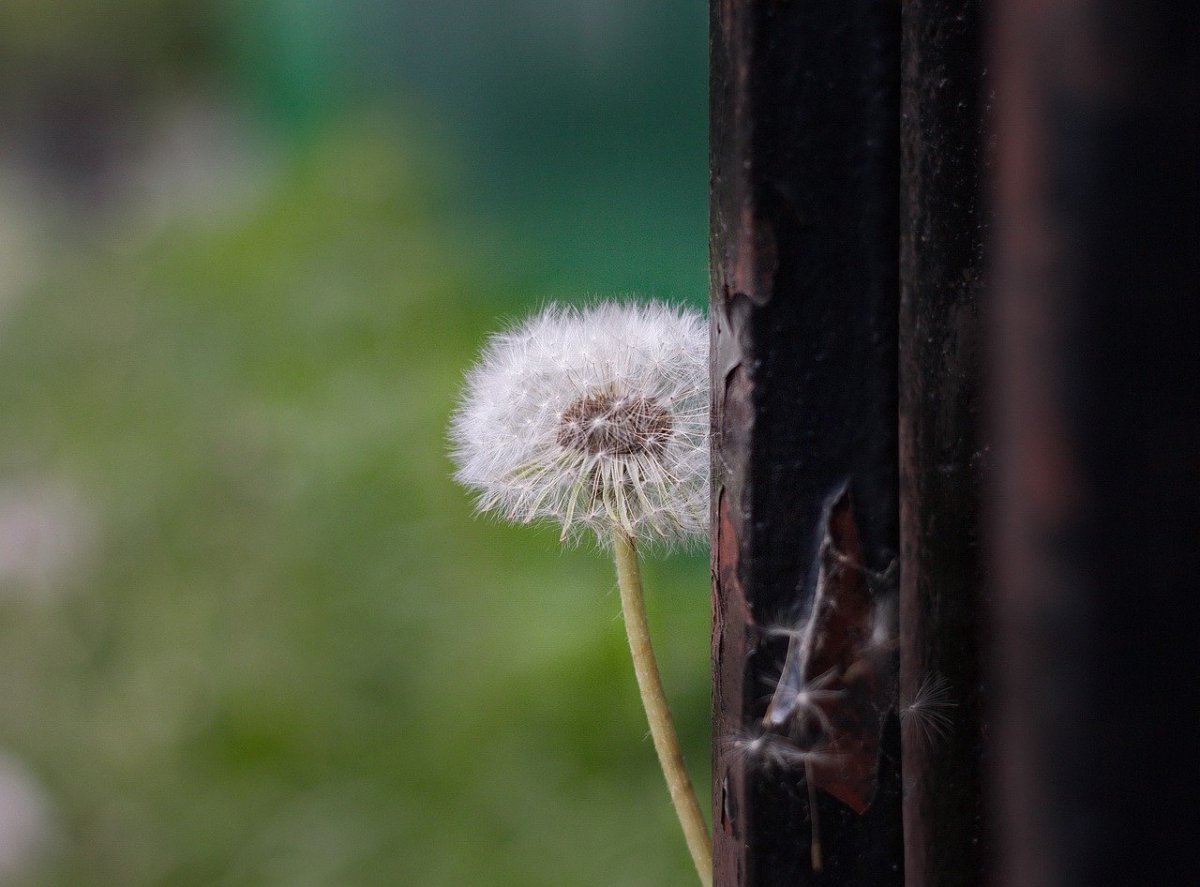 Одуванчики в лесу