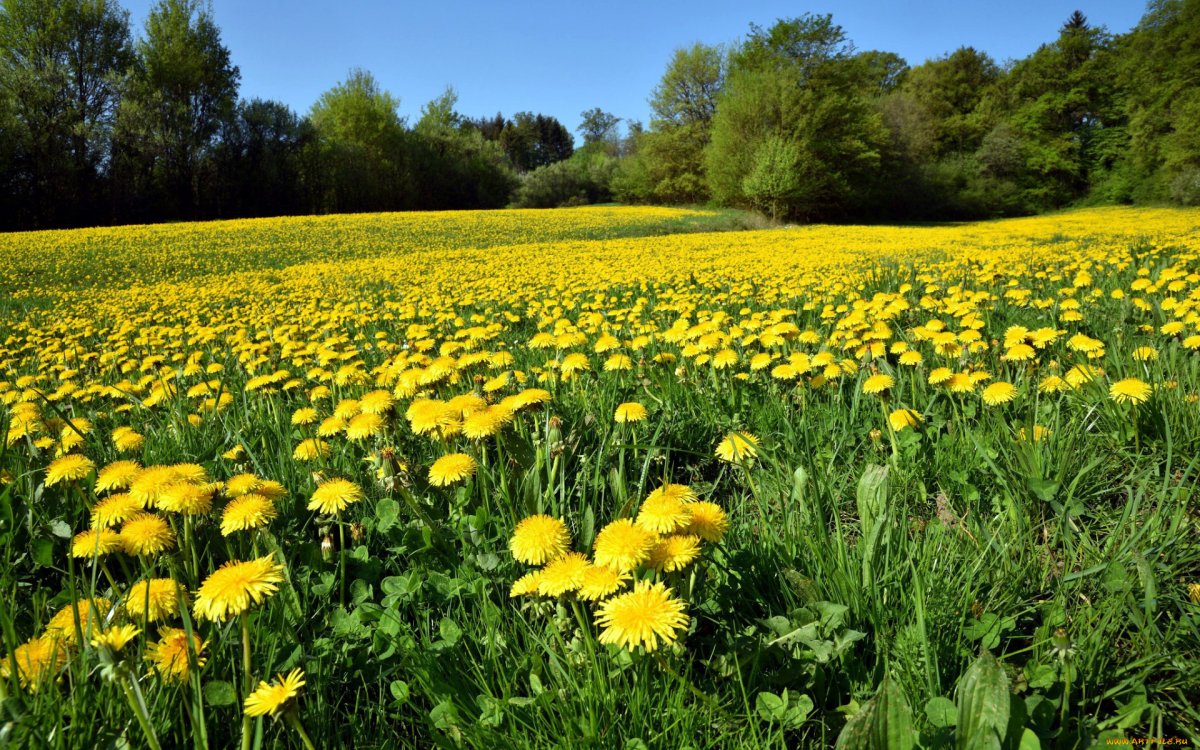 Полянка с одуванчиками
