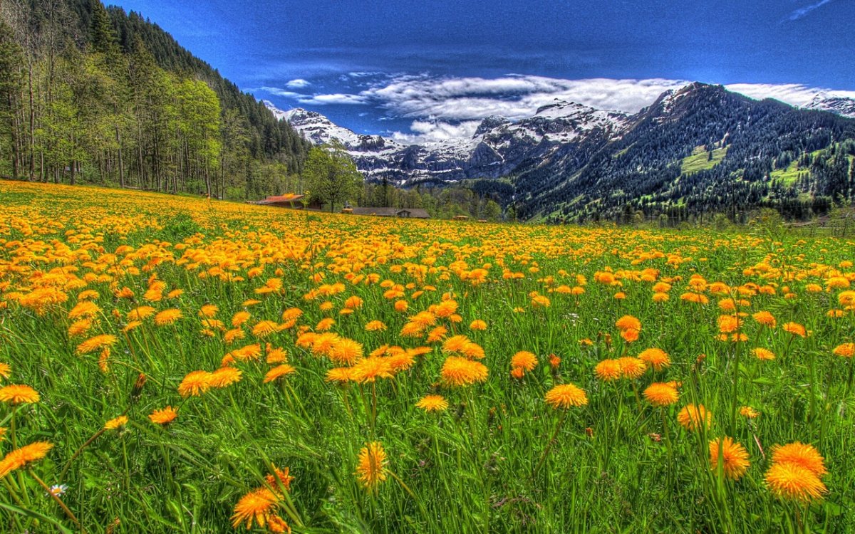 Пейзажи горы одуванчики