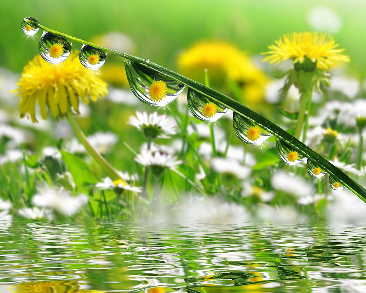 Солнечное утро одуванчики