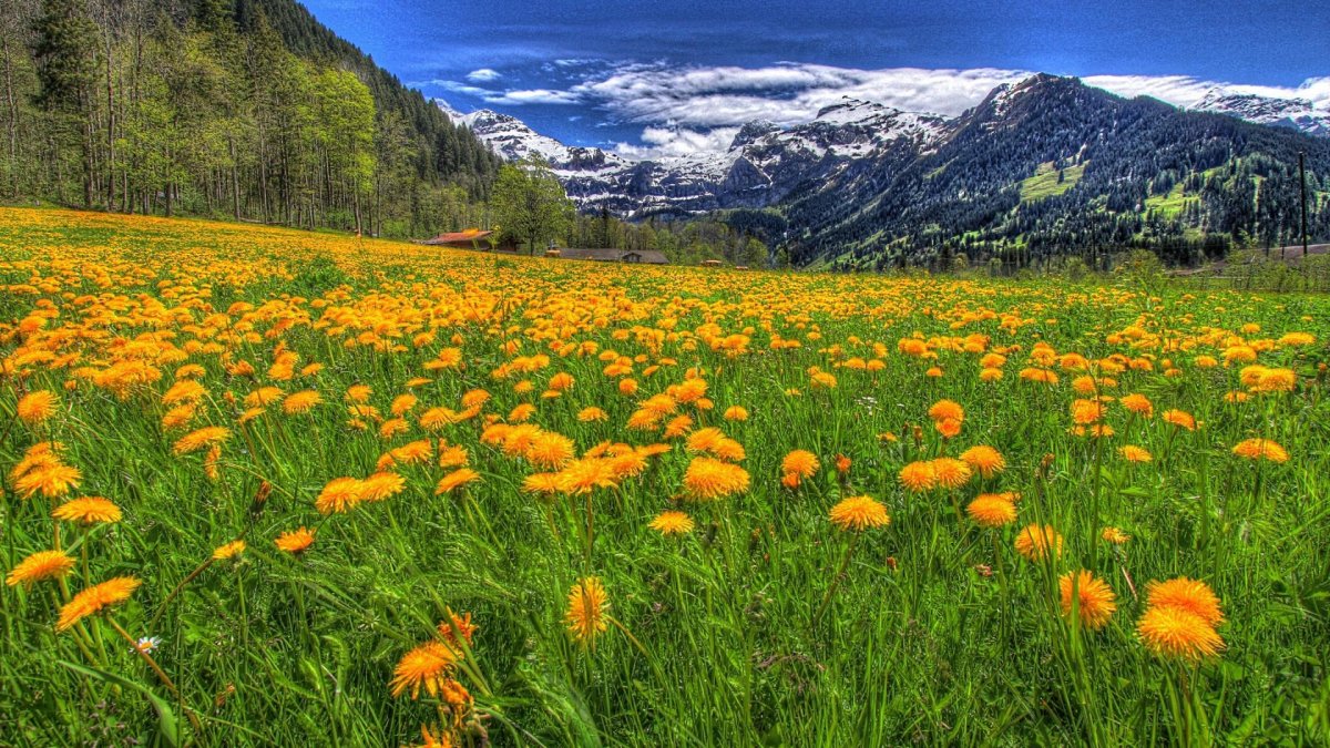 Пейзаж Луга