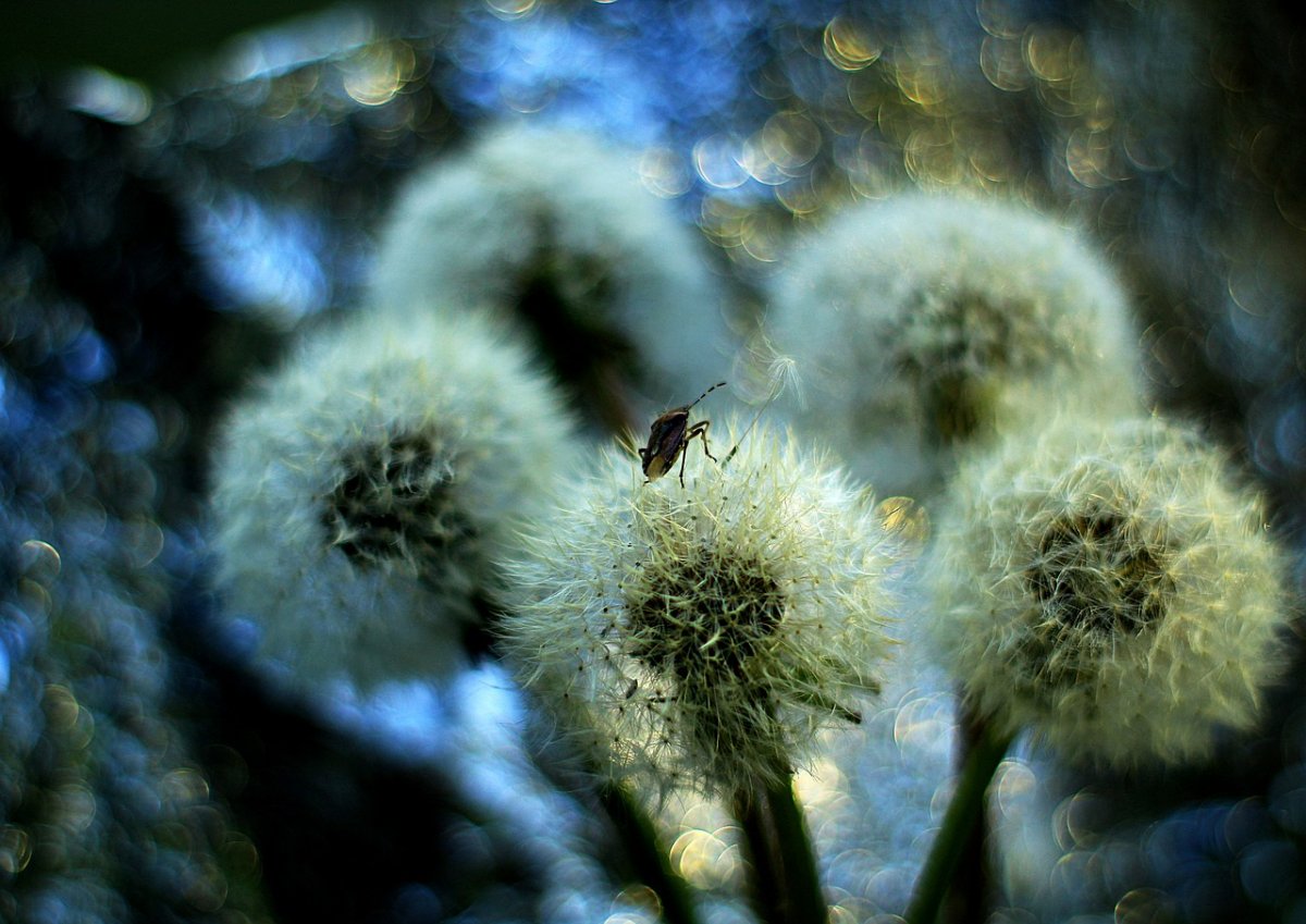Одуванчики в природе фото
