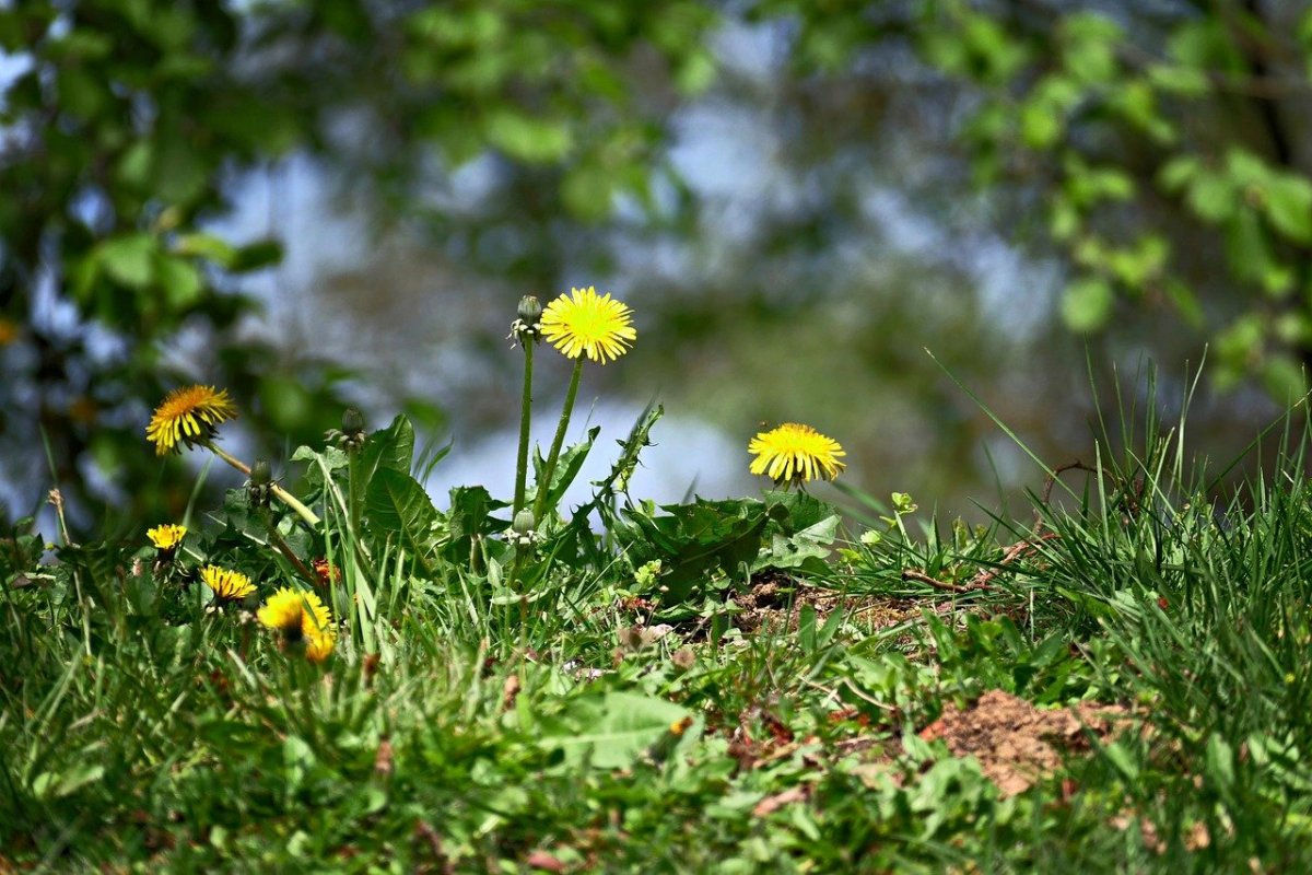 Газон с одуванчиками