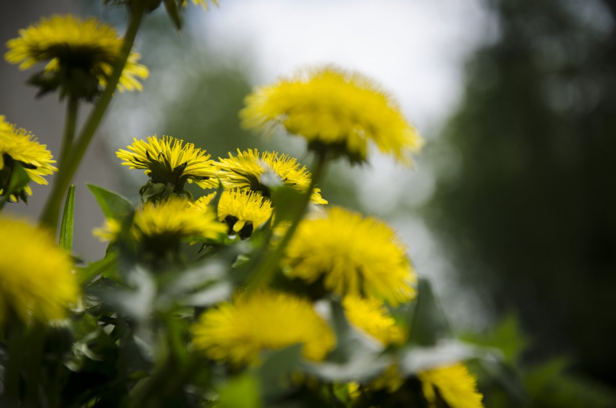 Яркие одуванчики