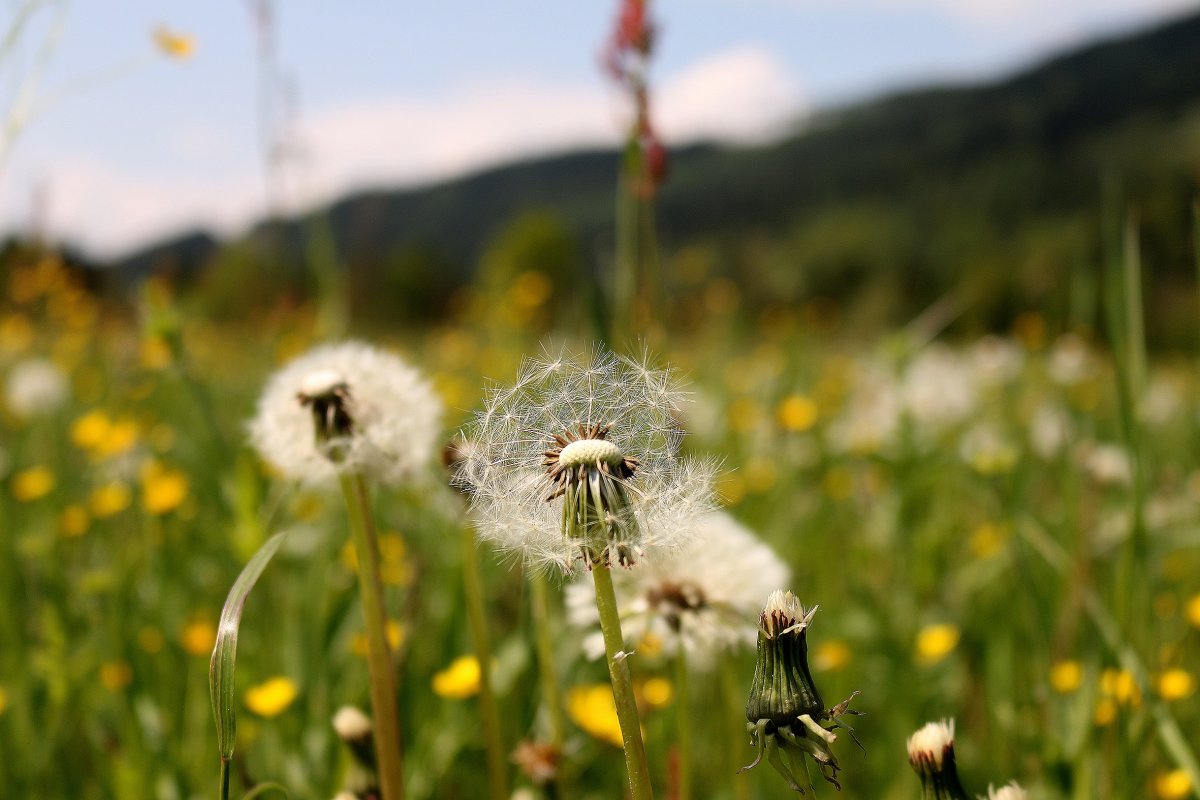 Зеленый луг с одуванчиками