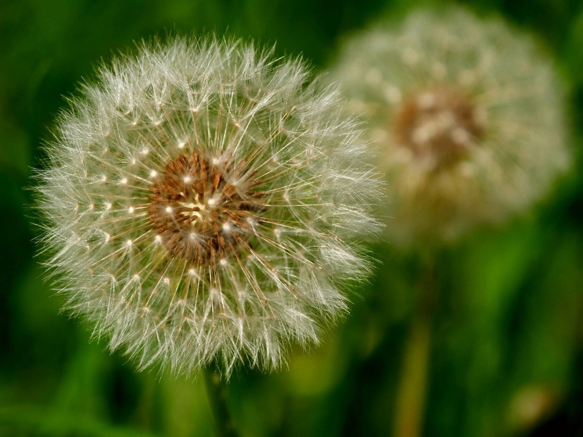 Красивые одуванчики