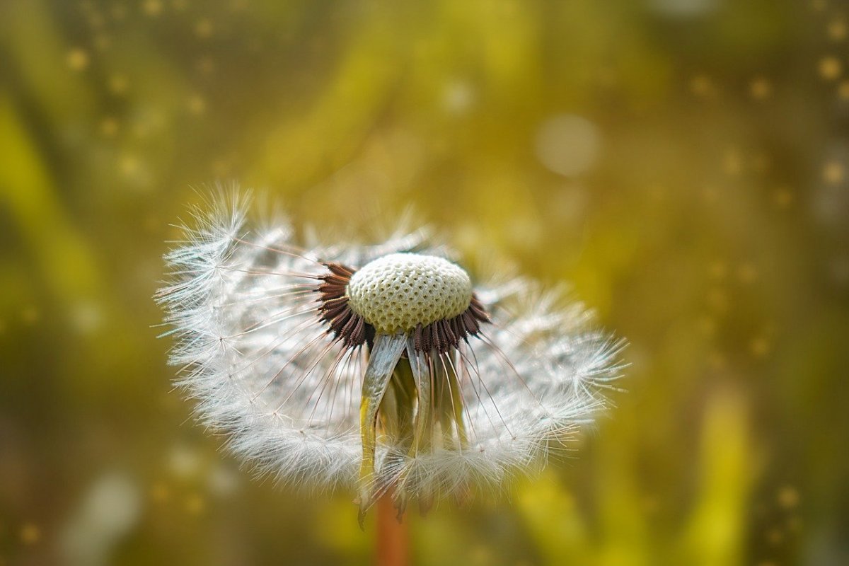 Одуванчик облетает
