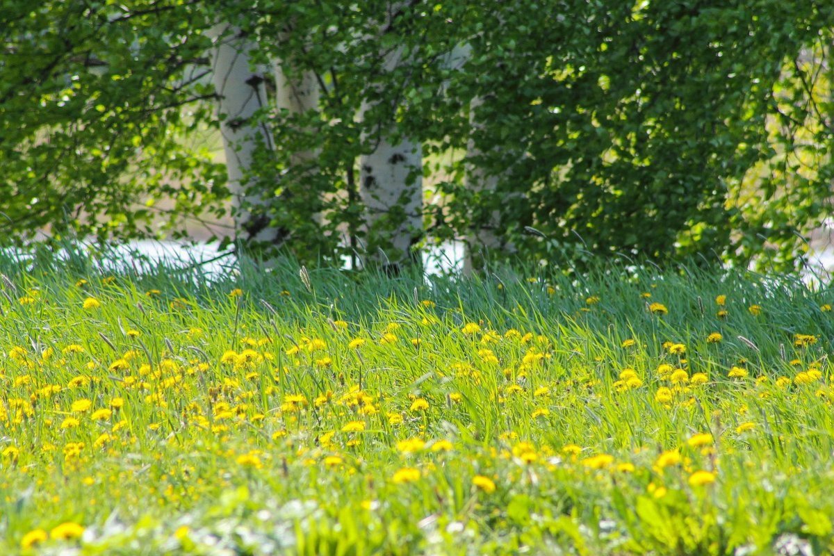 Весенняя Поляна с одуванчиками