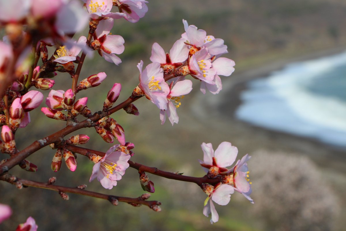 Цветение миндаля в Крыму