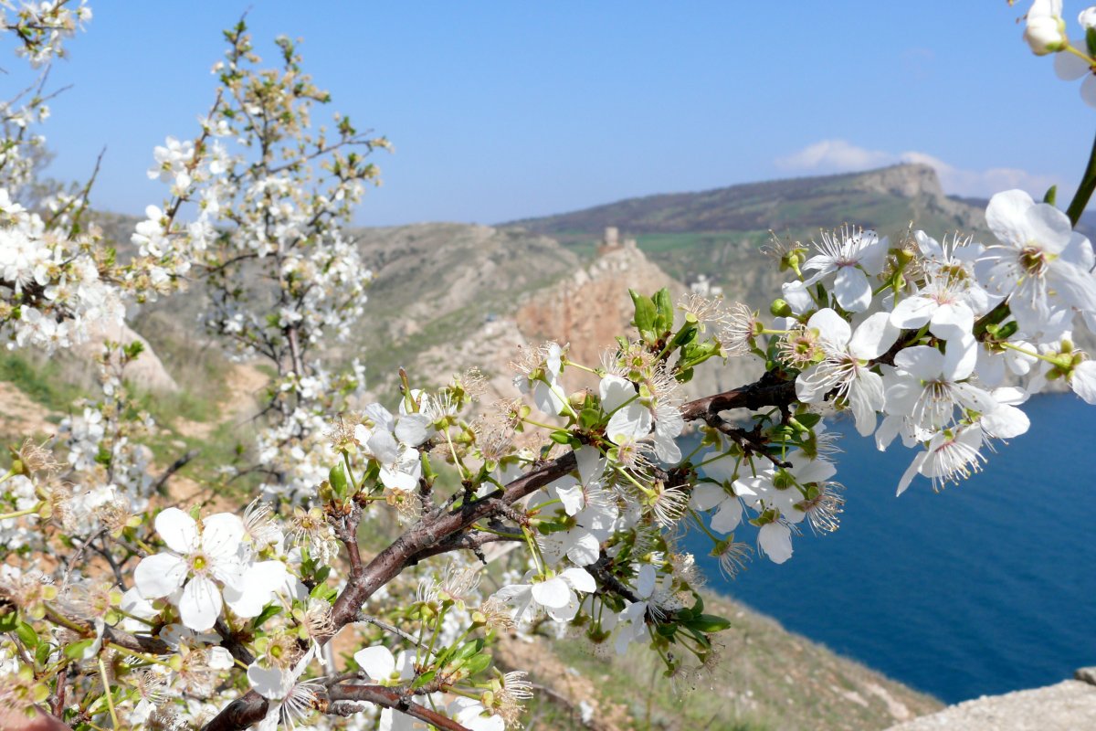 Цветение миндаля в Крыму