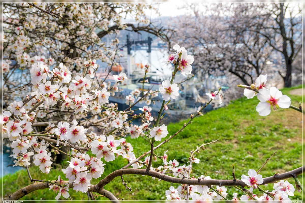 Цветение миндаля в Крыму