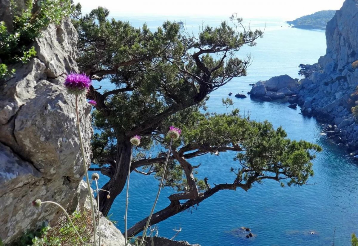 Растения ЮБК Крыма