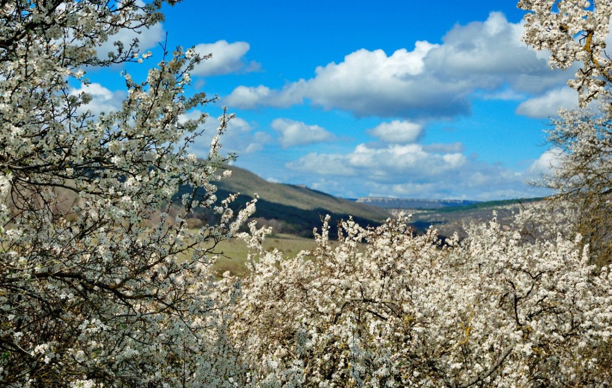 Цветение Крымской яйлы
