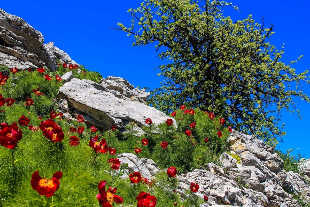 Цветы на ай Петри