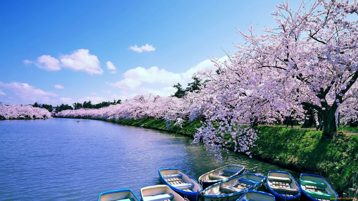 Озеро Япония Сакура