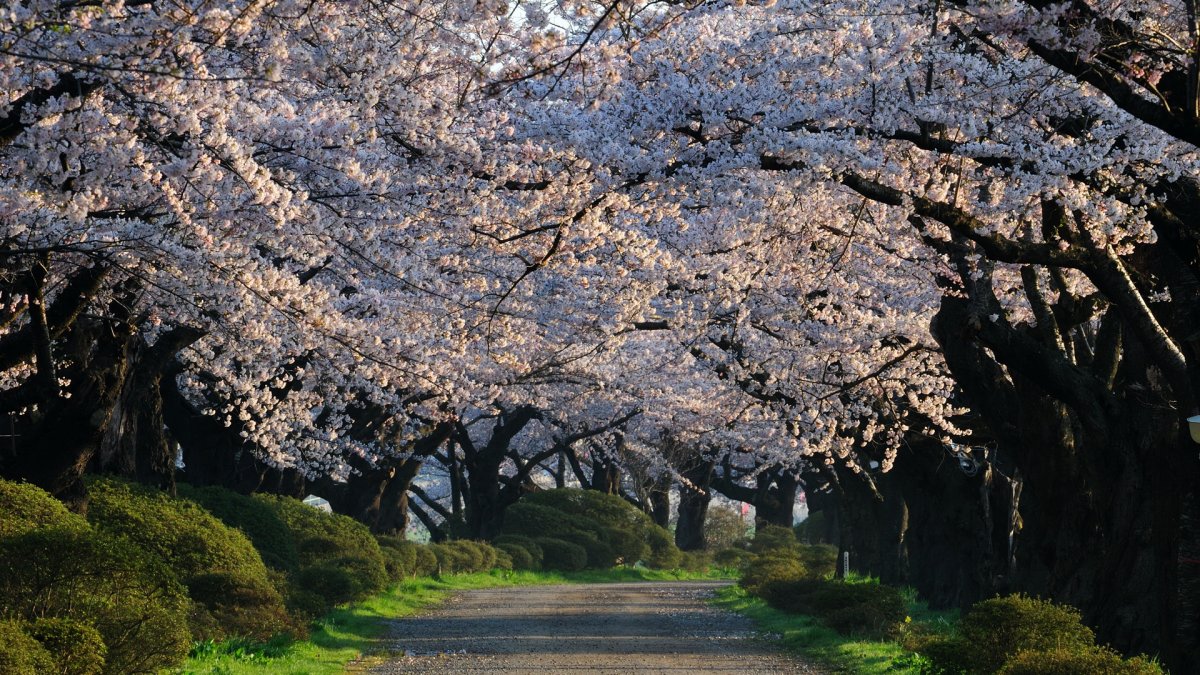 Сакура тропа