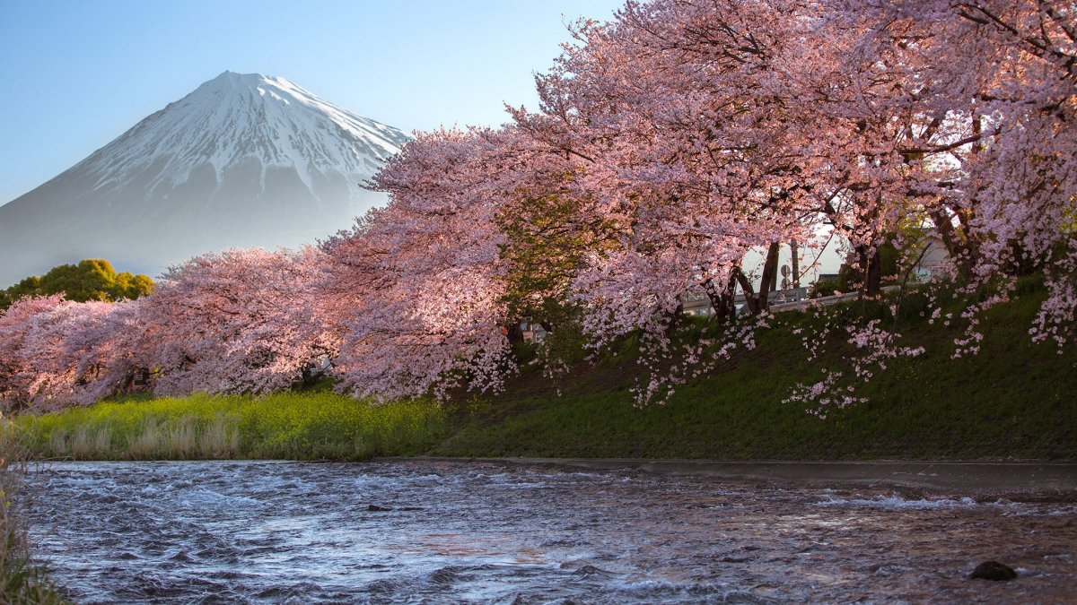 Праздник цветения Сакуры Фудзияма