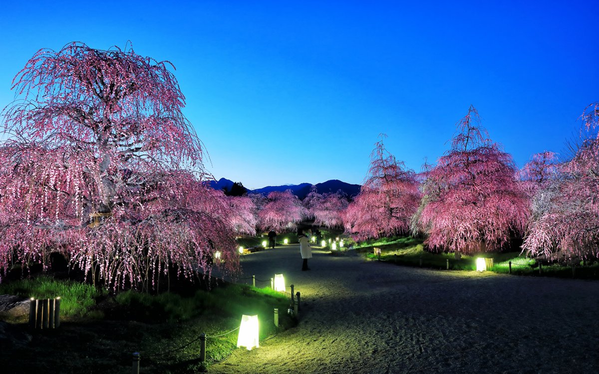Дерево Сакура в Японии парк