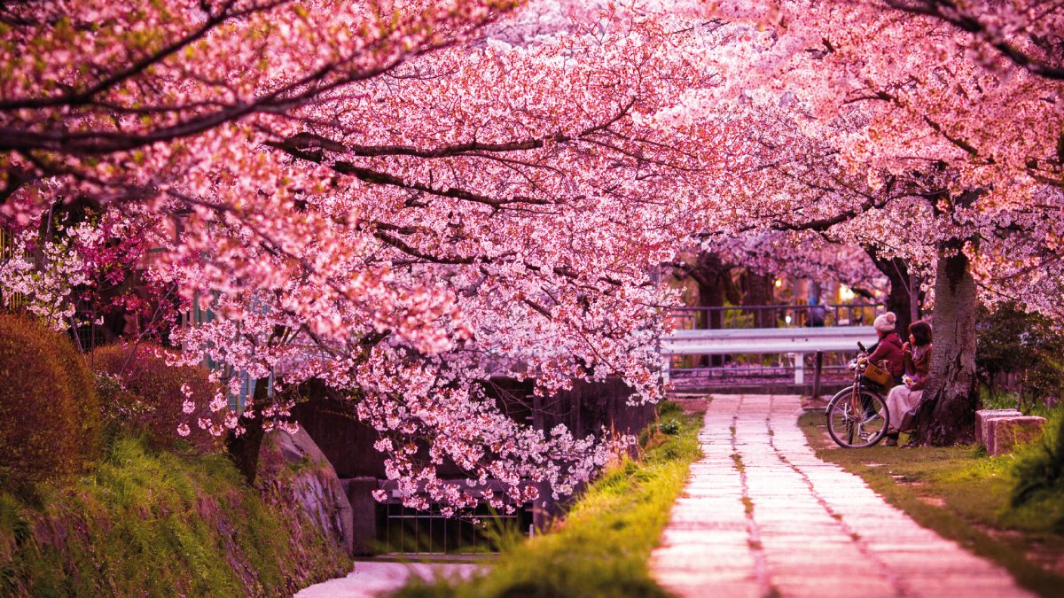 Сакура Мацури