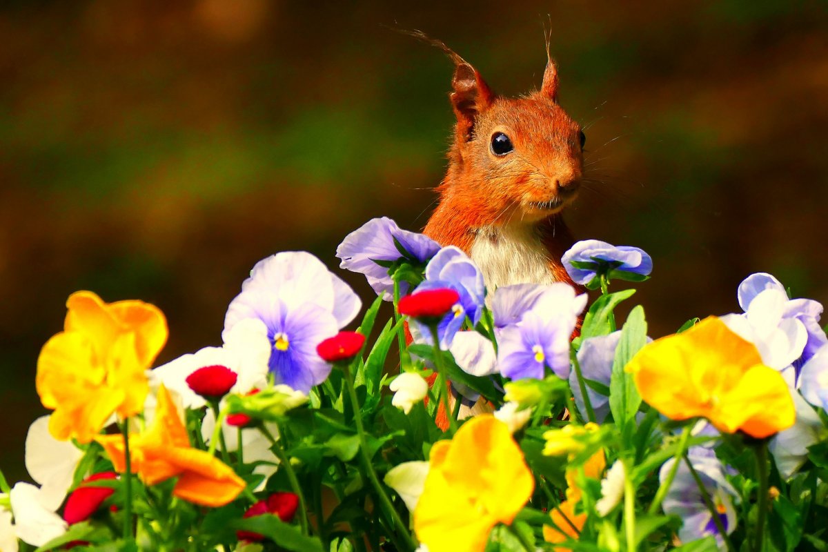 Белка с цветами