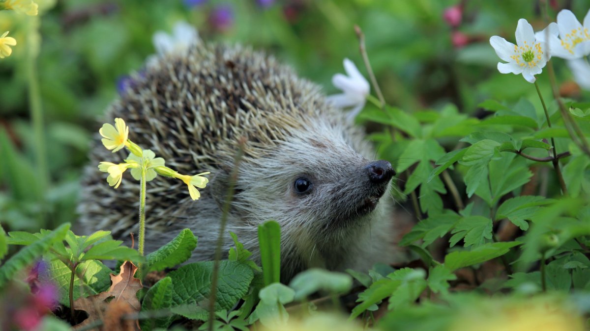 Весна животные