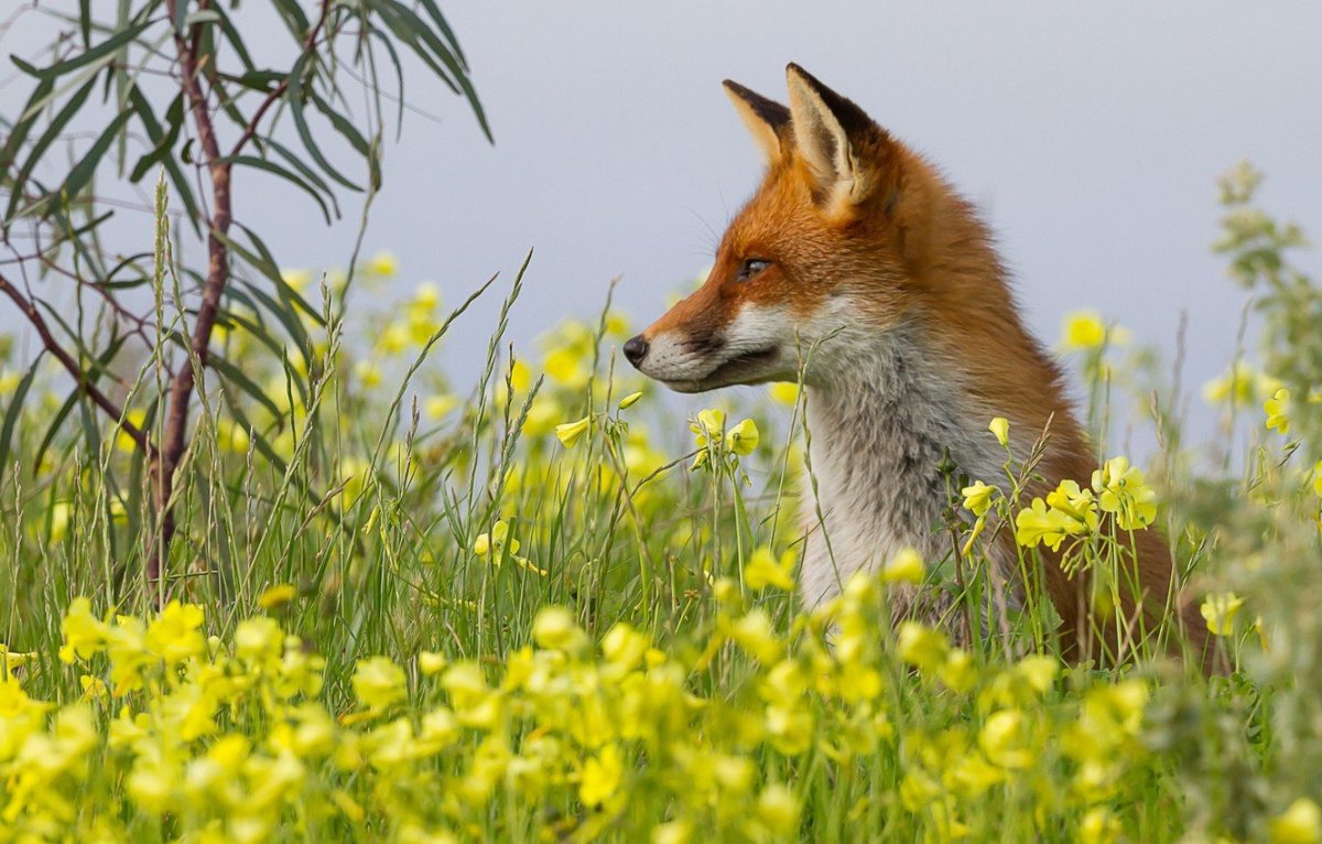 Лиса 27 апреля Мартын Лисогон