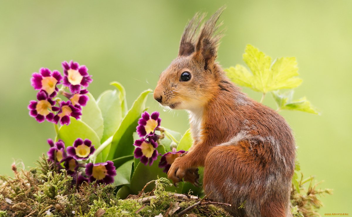Растения и животные