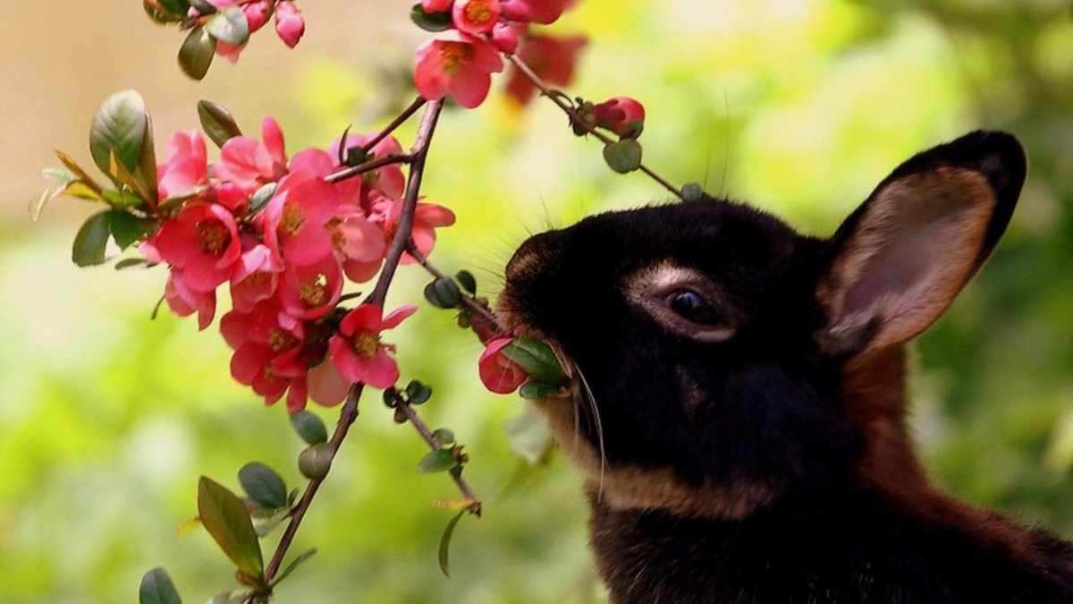 Весна природа животные