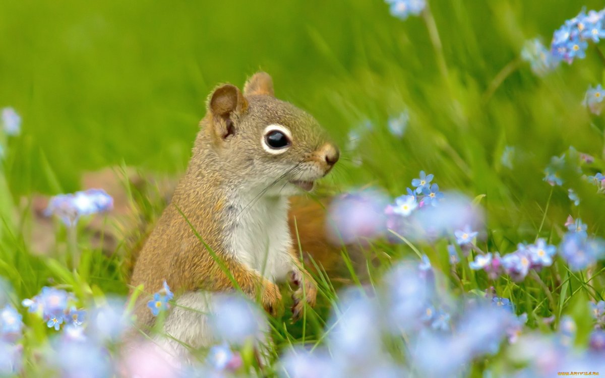 Животные летом