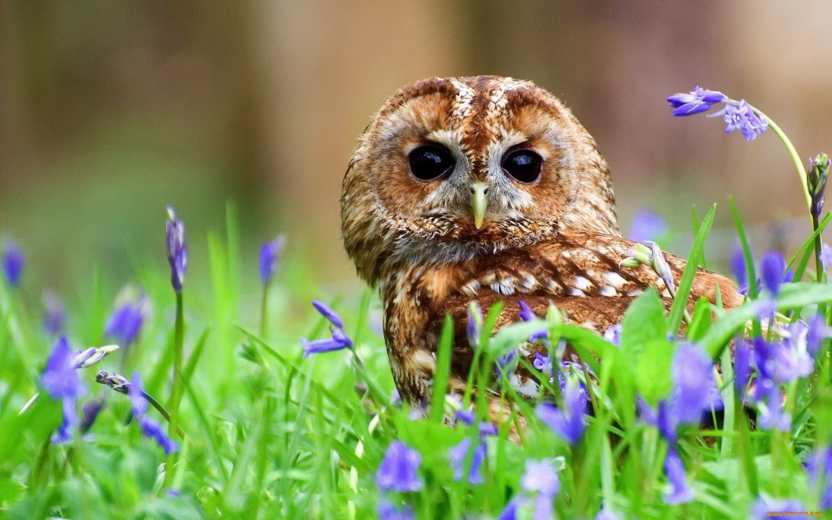 Красивая Сова