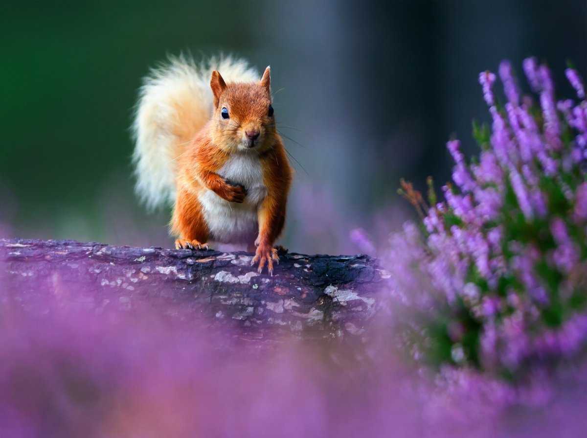 Животные в лесу