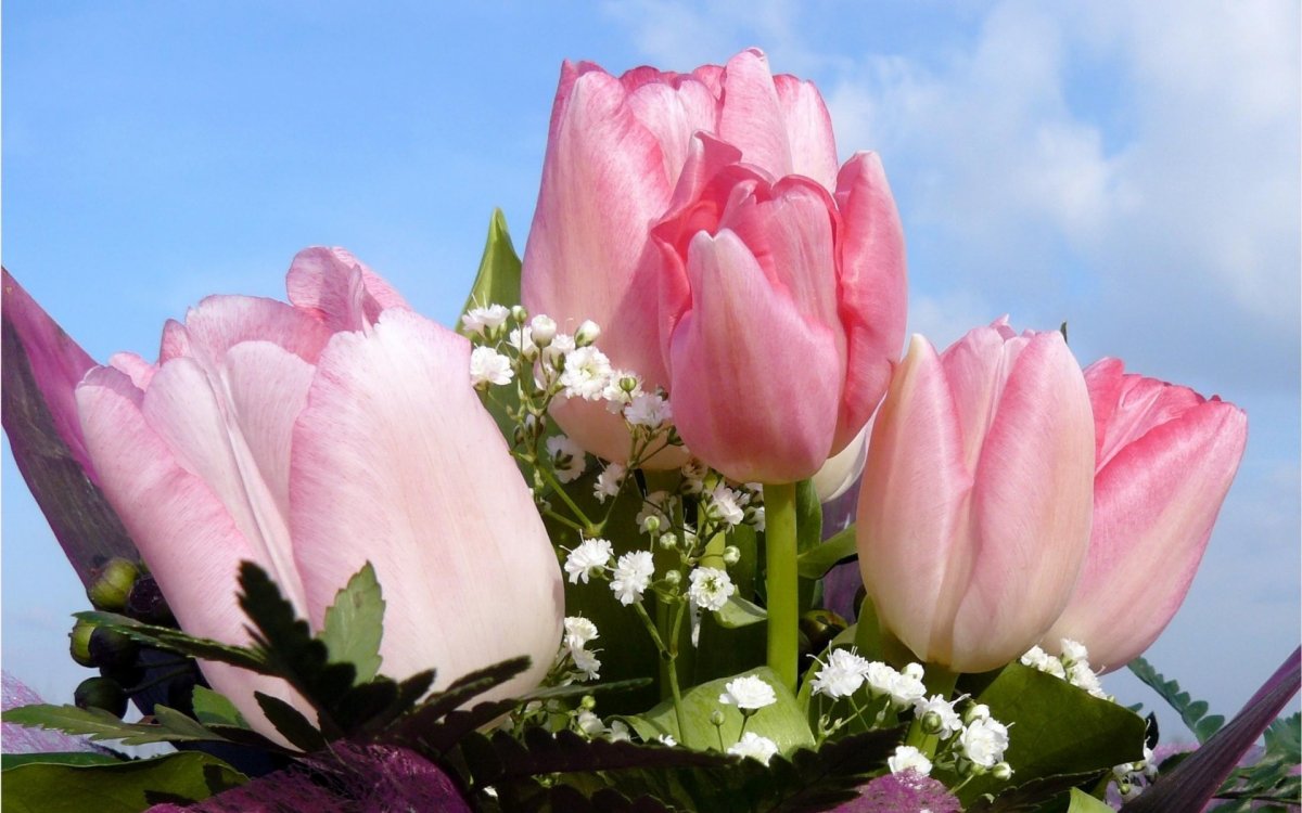 Букет тюльпанов и небо