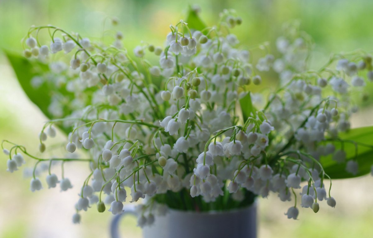 Нежные тюльпаны картинки на рабочий стол