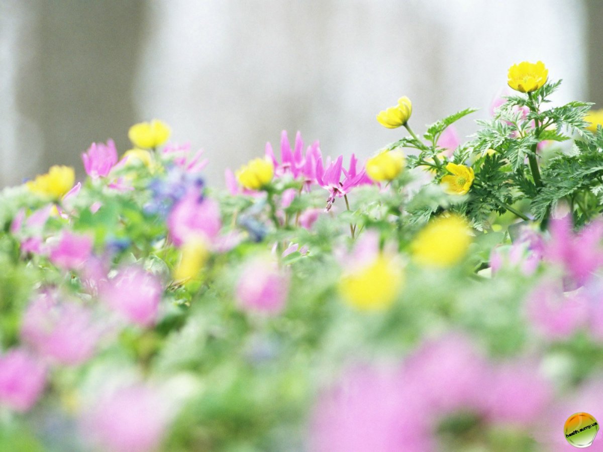 Фотообои гортензия