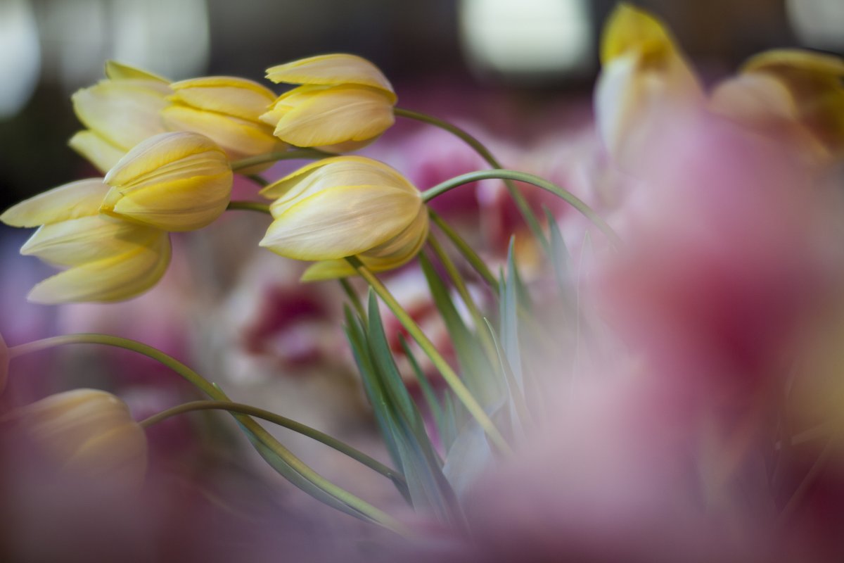 Красивый букет полевых ромашек