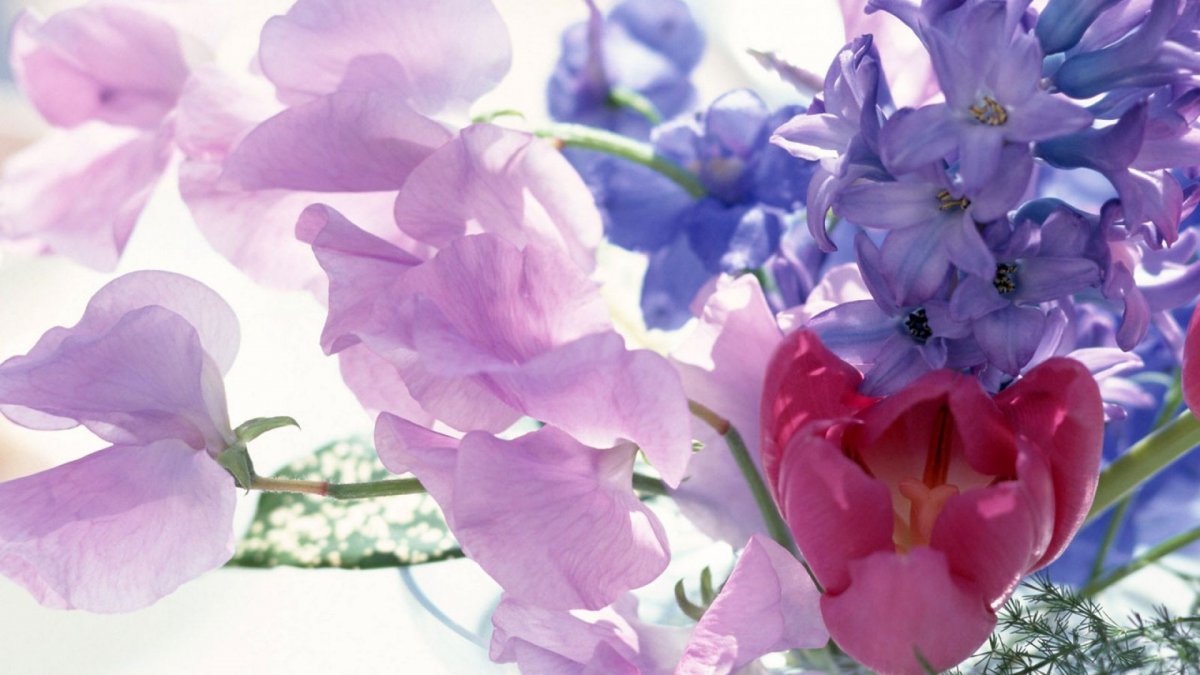 Нежный цветок