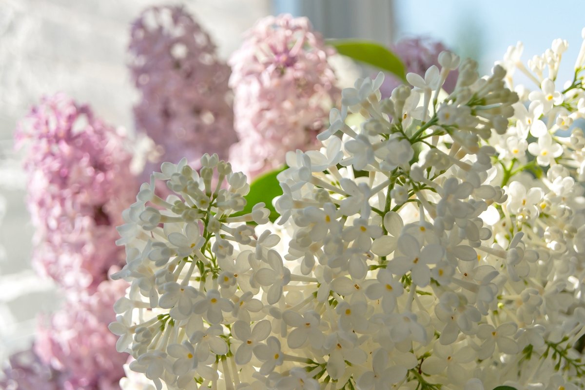 Красивый весенний букет