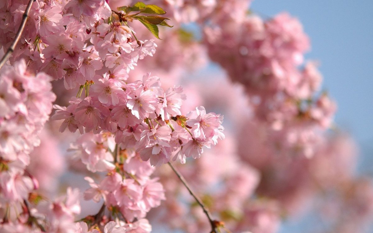 Весна природа