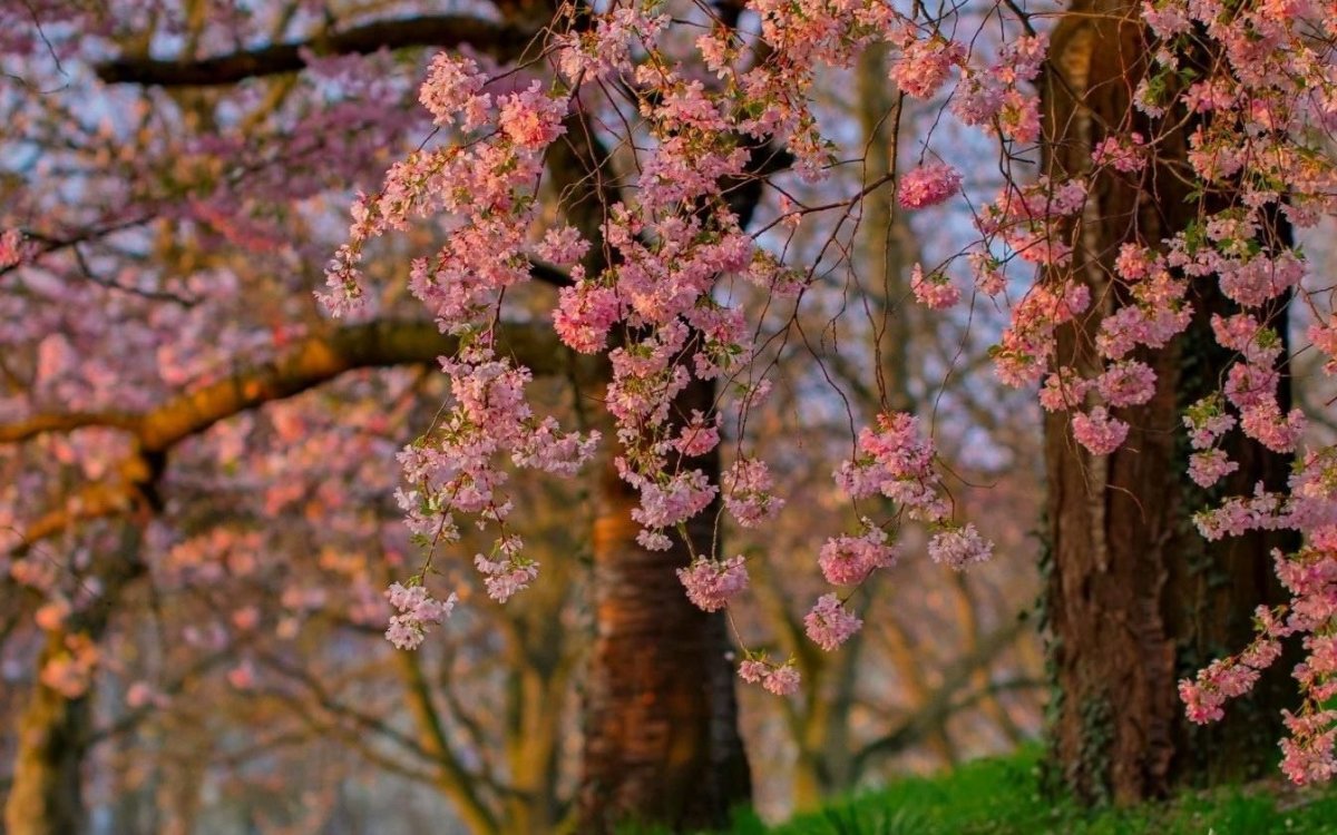 Цветение Сакуры