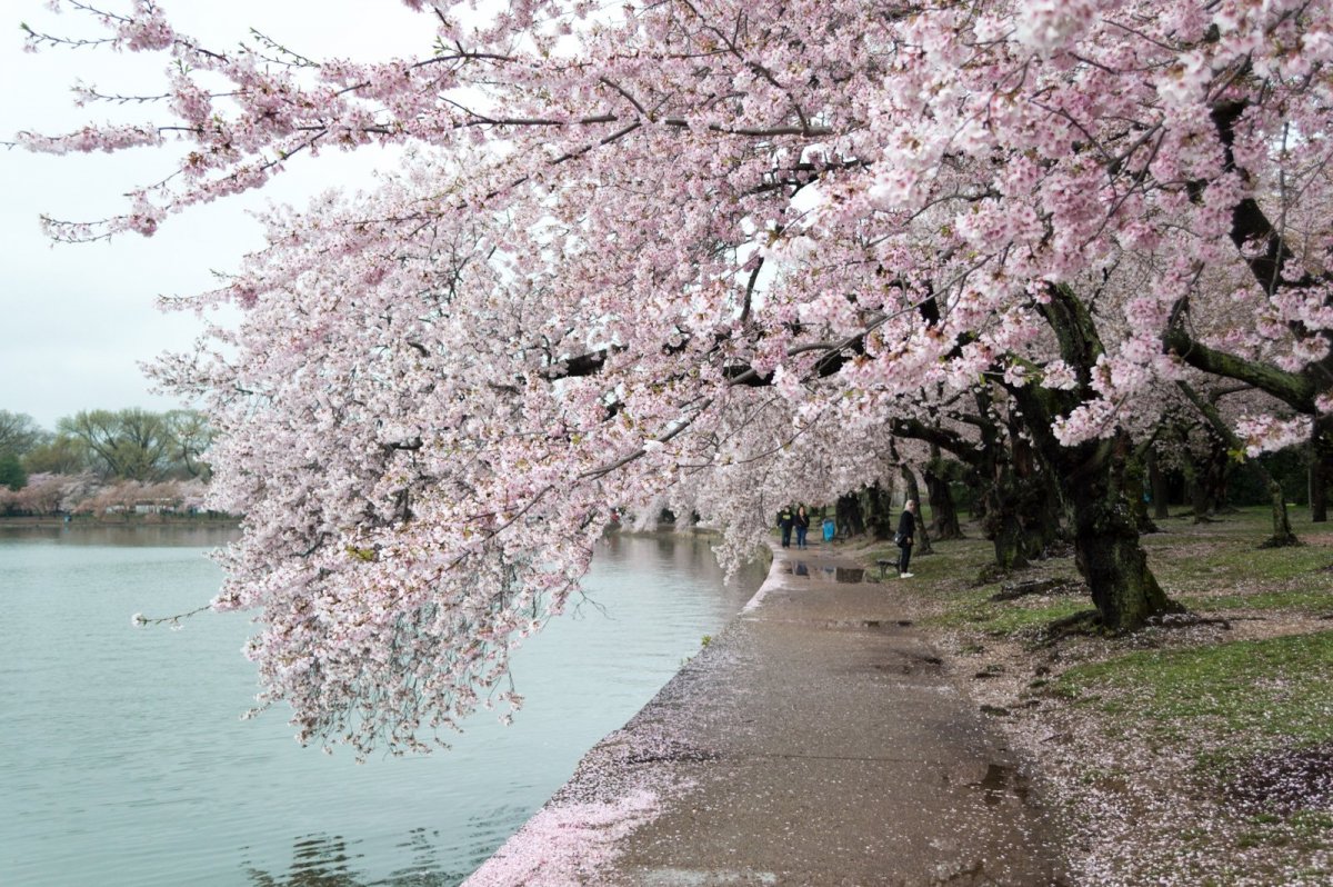 Не Цветущая Сакура