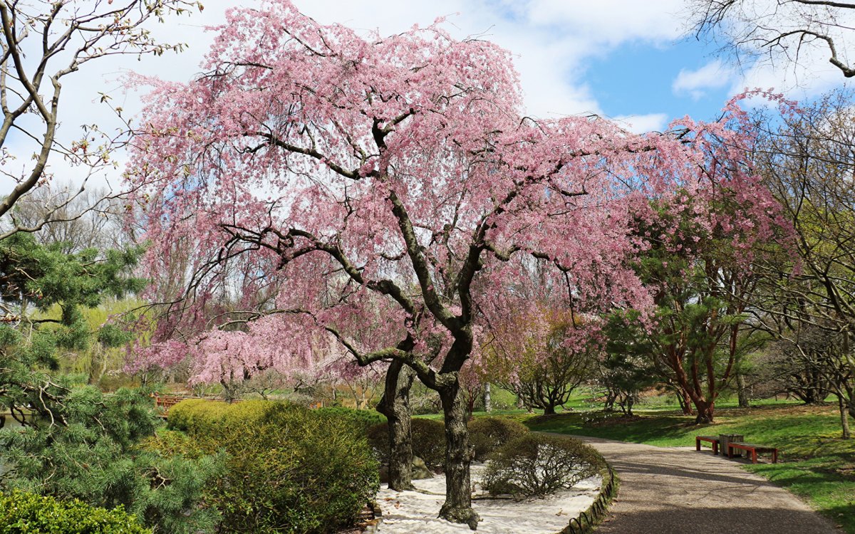 Сакура дерево