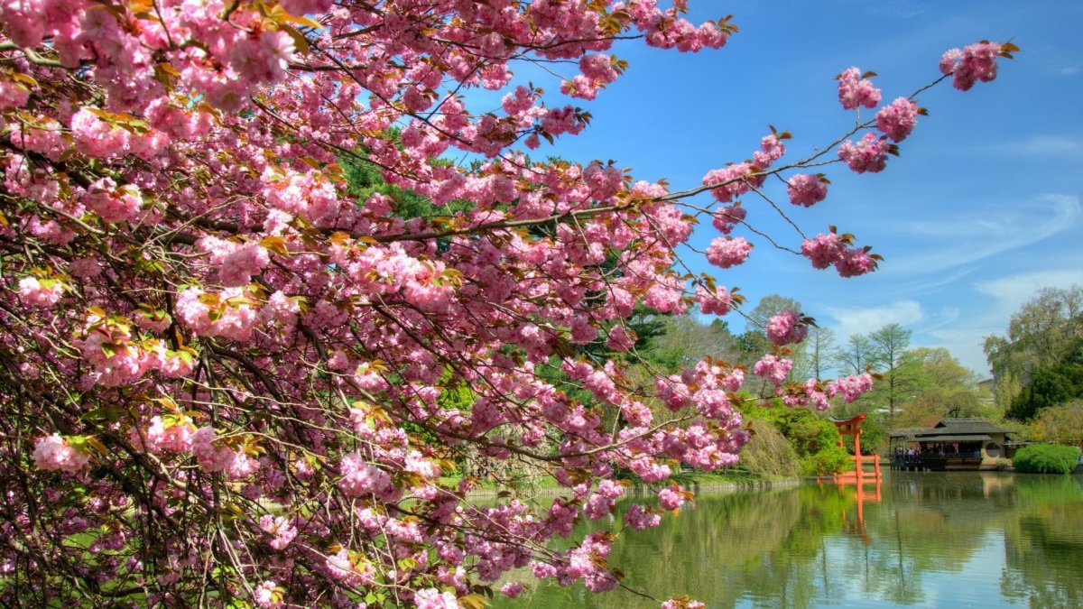 Яблоня китайская Сакура