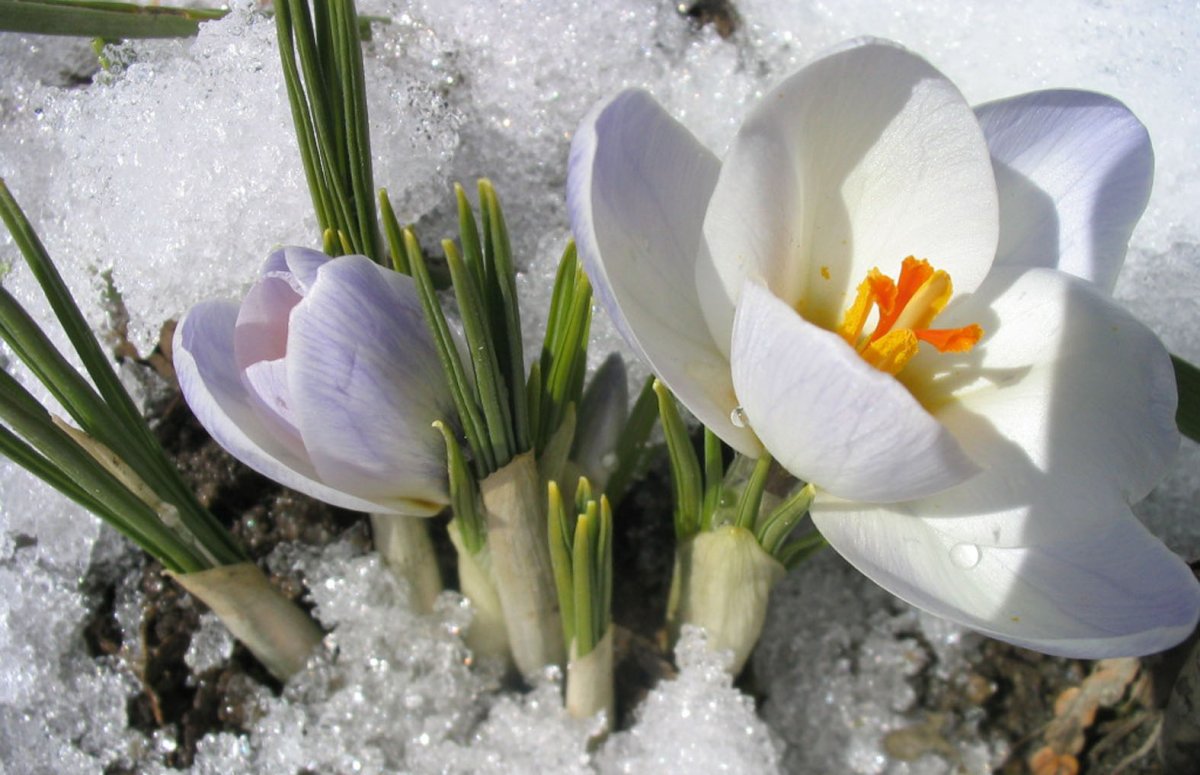 Фотохудожники Весна