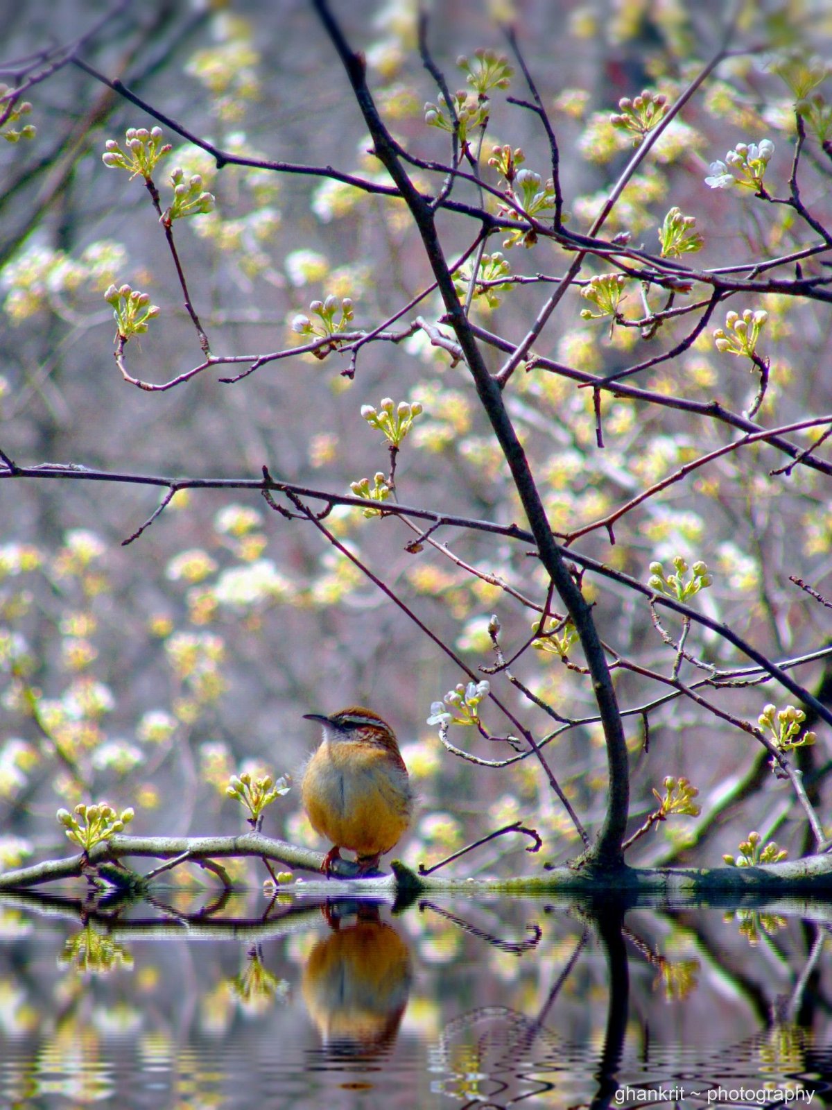 Крокусы и подснежники