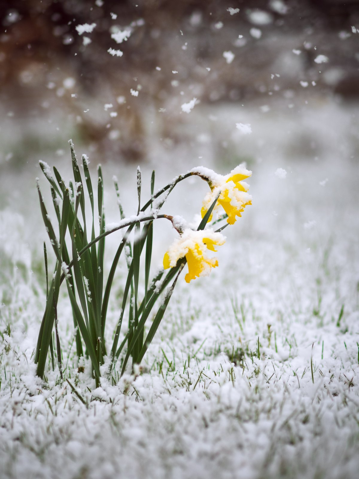 Синие весенние цветы