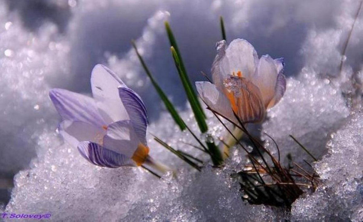 Цветы под снегом