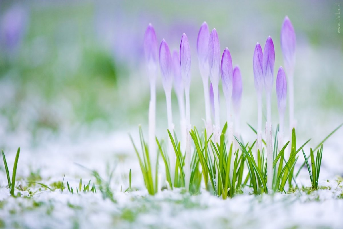 Фиолетовые цветочки в лесу